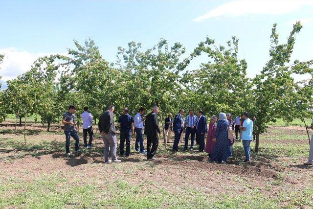 Erzincan’da Eylül’de Kayısı Hasadı