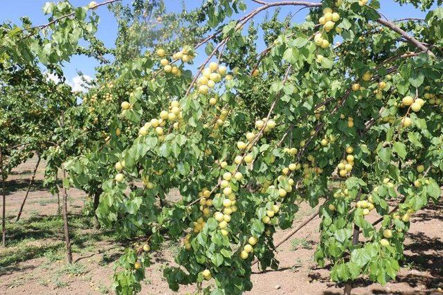 Erzincan’da Eylül’de Kayısı Hasadı