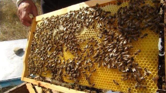 Karslı Arıcıları Iklim Değişikliği Vurdu; Verim D&uuml;ş&uuml;k 1