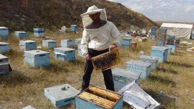 Karslı Arıcıları Iklim Değişikliği Vurdu; Verim D&uuml;ş&uuml;k 2