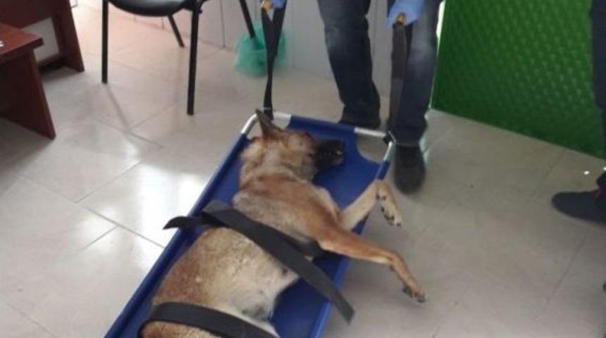 Ereğli&rsquo;de Sokak Hayvanları Kısırlaştırılıyor