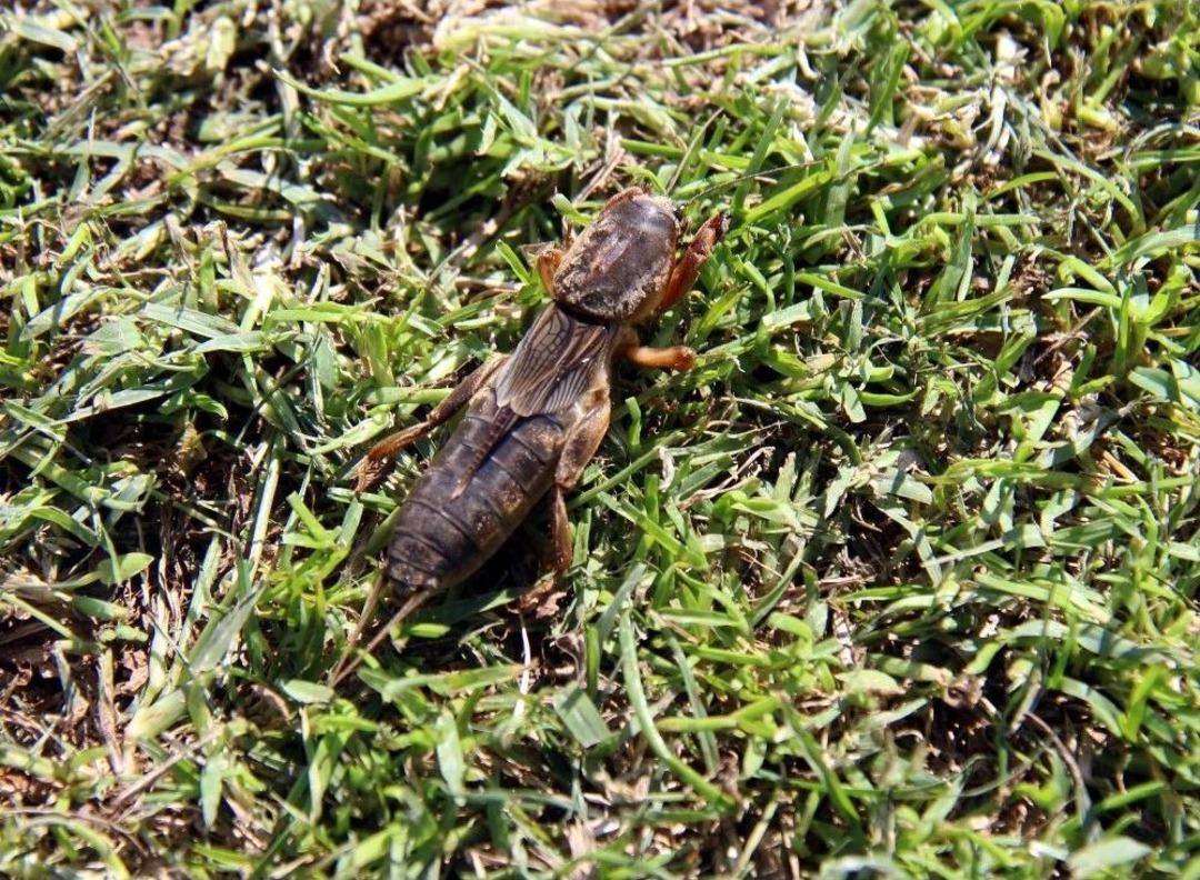 Samsunspor Tesislerini Dev &ldquo;danaburnu&rdquo; B&ouml;cekleri Bastı