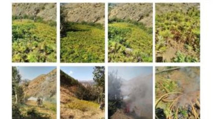 Bing&ouml;l&rsquo;de 148 Kilo Kubar Esrar İle 1 Milyon 59 Bin K&ouml;k Kenevir Ele Ge&ccedil;irildi