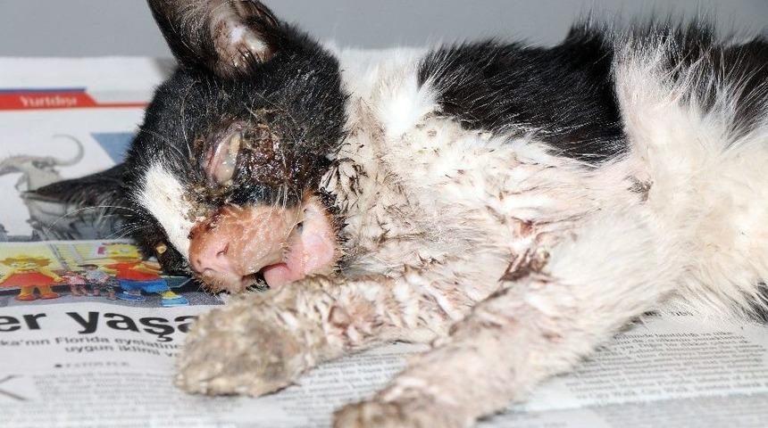 (&ouml;zel Haber) Har&ccedil;lıklarını Yaralı Kedinin Tedavisine Harcadılar