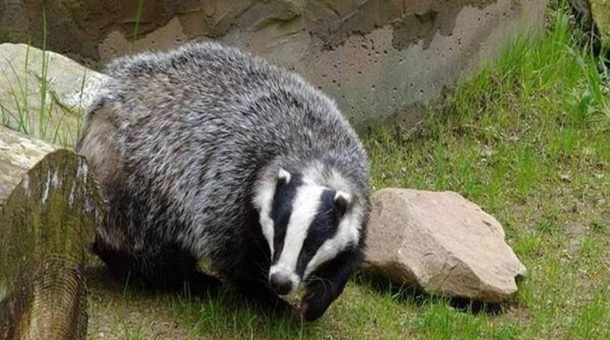 Apartmanın Bodrum Katından Porsuk Çıktı