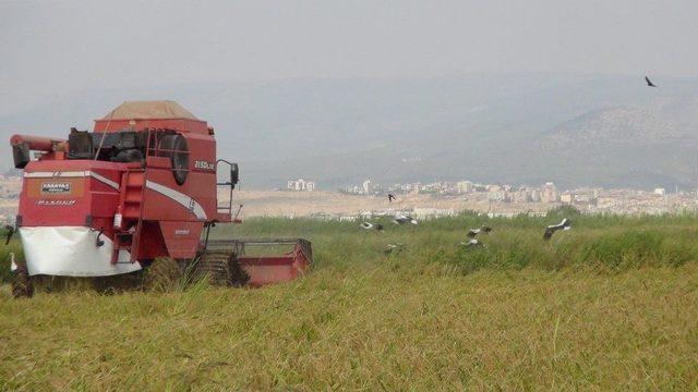Mersin&rsquo;de &Ccedil;eltik Hasadı Başladı 1