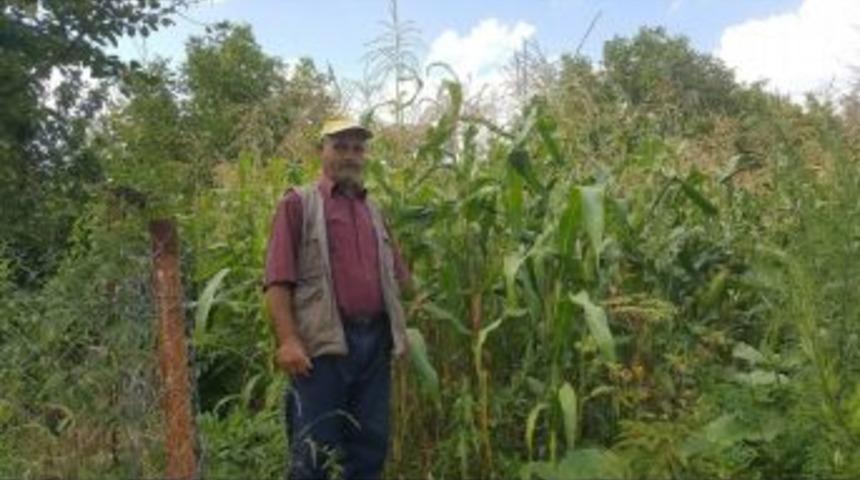 Domuzlar Mısır Tarlalarına Zarar Veriyor