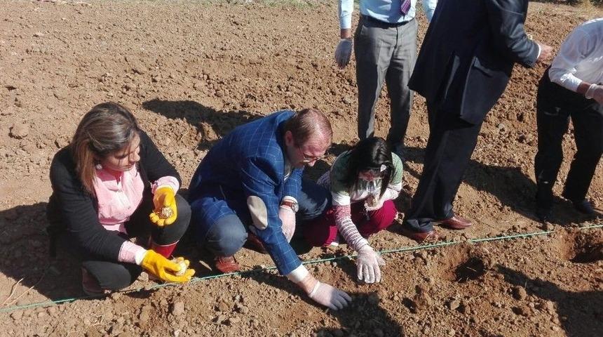 Kovancılar&rsquo;da Ters Lale Soğanı Ekildi