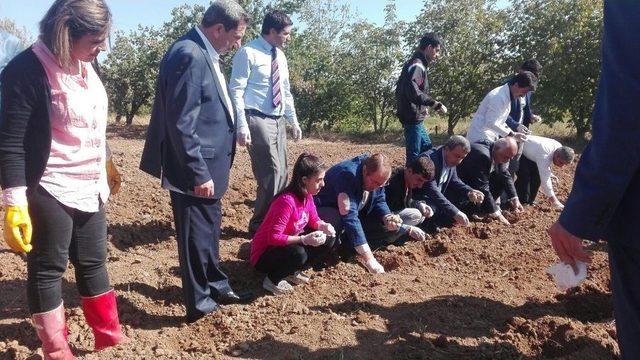 Kovancılar’da Ters Lale Soğanı Ekildi