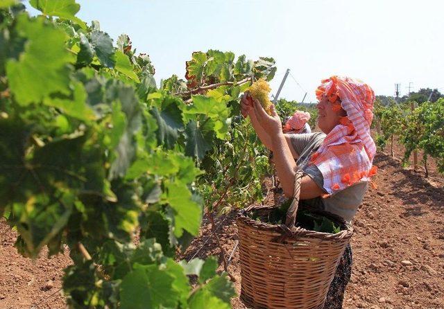 Buca İlk Hasat İçin Gün Sayıyor