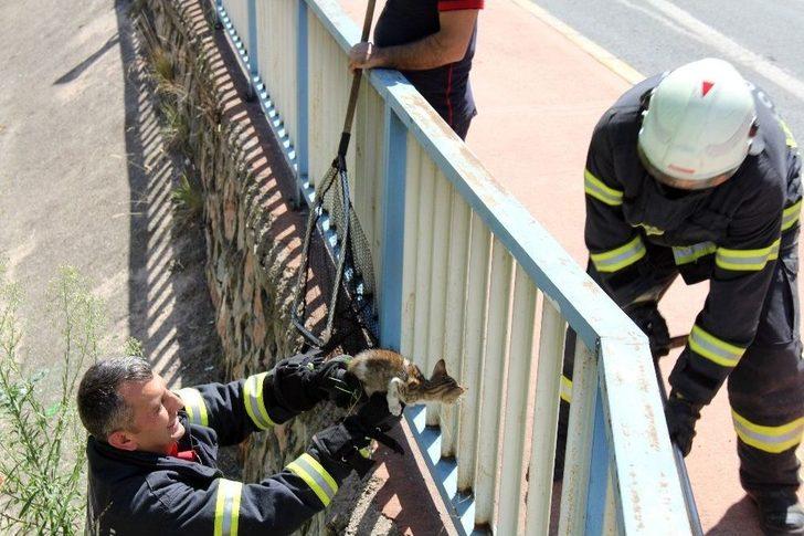 (özel Haber) Su Kanalında Kedi Kurtarma Operasyonu G5