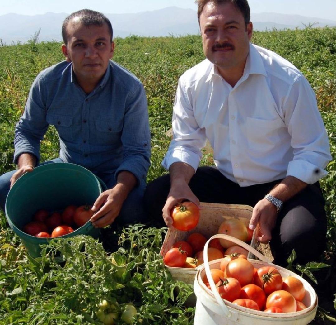 Bitlis&rsquo;te Domates Bereketi