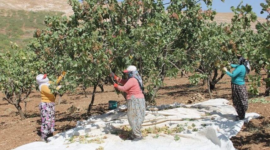 Fıstıkta Verim Arttı, &Uuml;reticiyi &Ccedil;alınma Korkusu Sardı