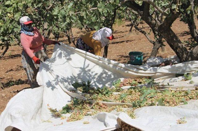 Fıstıkta Verim Arttı, &Uuml;reticiyi &Ccedil;alınma Korkusu Sardı 1