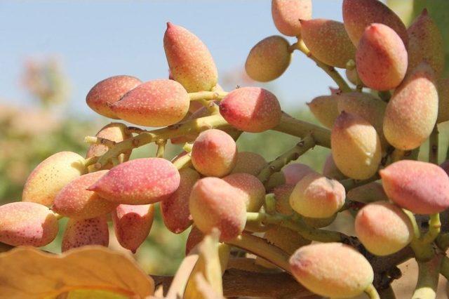 Fıstıkta Verim Arttı, &Uuml;reticiyi &Ccedil;alınma Korkusu Sardı 2