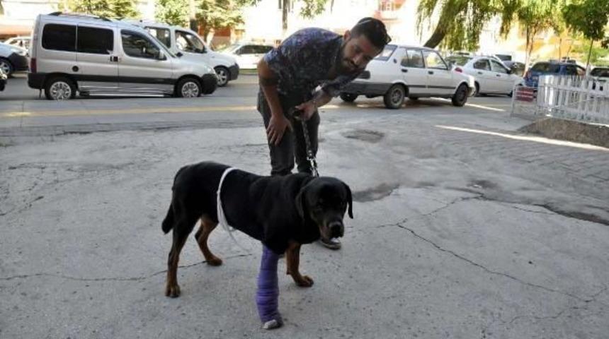 K&ouml;peğine &Ccedil;arpıp, Ka&ccedil;an S&uuml;r&uuml;c&uuml;y&uuml; Arıyor&nbsp;