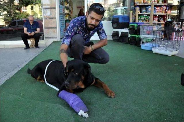 K&ouml;peğine &Ccedil;arpıp, Ka&ccedil;an S&uuml;r&uuml;c&uuml;y&uuml; Arıyor&nbsp; 1