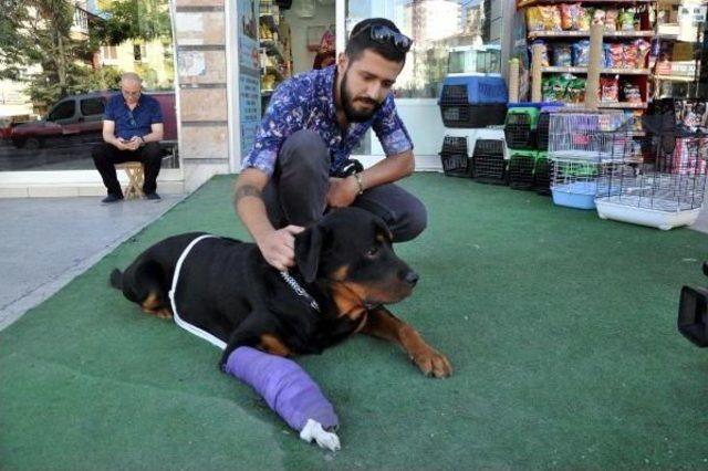 K&ouml;peğine &Ccedil;arpıp, Ka&ccedil;an S&uuml;r&uuml;c&uuml;y&uuml; Arıyor&nbsp; 2