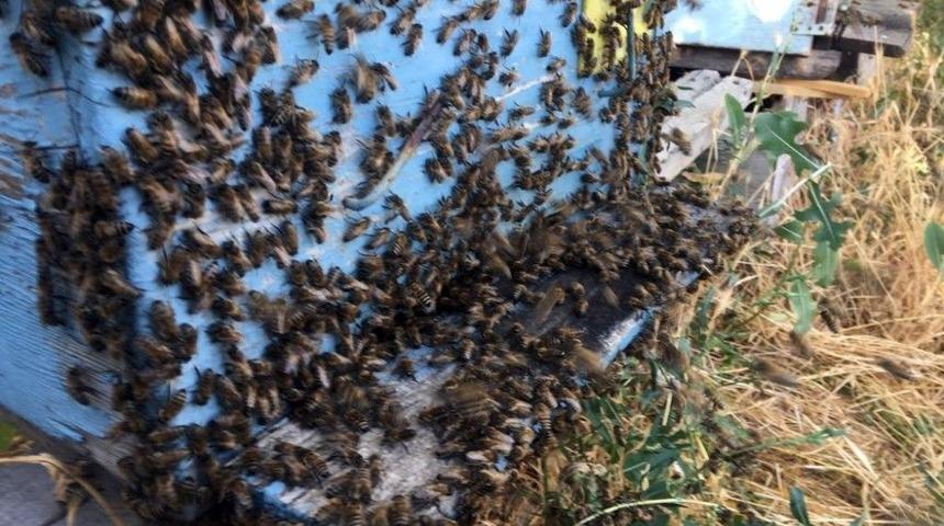 Yaz Kuraklığı Bal Üretimini Olumsuz Etkiledi