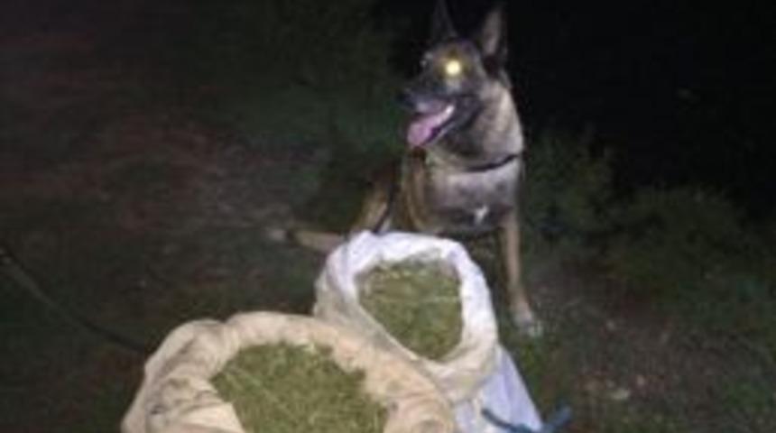 Jandarmaya Esrar Satarken Yakalandı