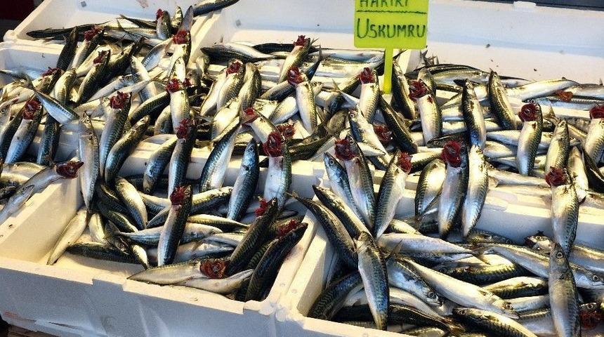 (&ouml;zel Haber) Bandırma&rsquo;ya 40 Yıl Sonra Uskumru Akını