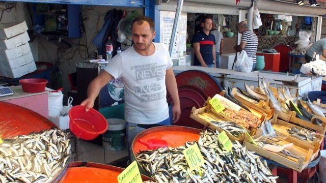 (özel Haber) Bandırma’ya 40 Yıl Sonra Uskumru Akını