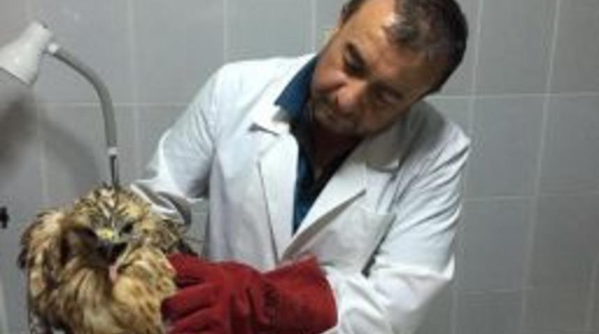 Yaralı Şahin Yaşama Tutundu