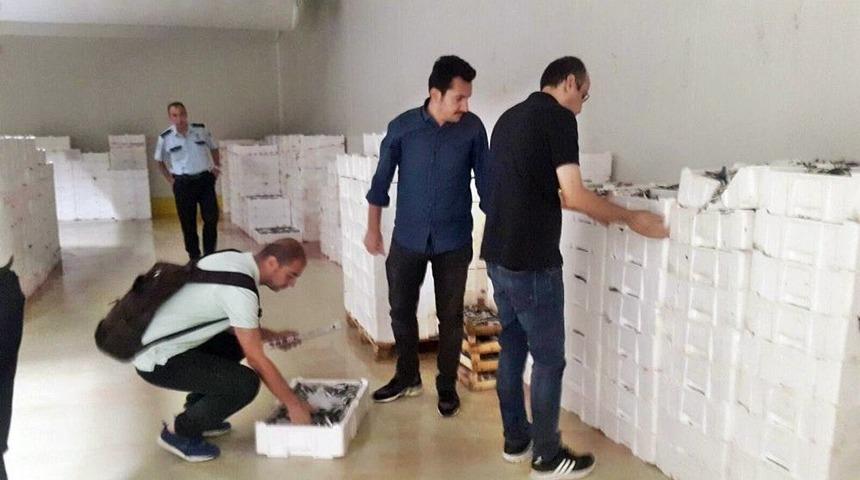 Yasal Boy Sınırı Altında Avlanan 10 Ton İstavrit Ve 390 Kilo Tekire El Konuldu