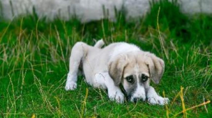 İtalya&rsquo;Da Hasta K&ouml;peğine Bakmak Isteyene &Uuml;cretli Izin Verildi