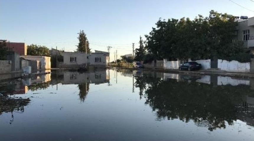 Taban Suyu Y&uuml;kseldi, Suru&ccedil; Venedik'e D&ouml;nd&uuml;