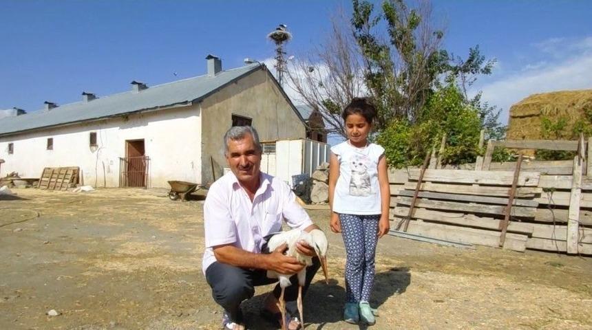 Ağrılı Vatandaş 10 Yıldır Leyleğe &Ccedil;ocukları Gibi Bakıyor