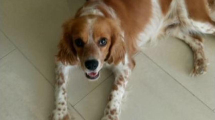 Kayıp K&ouml;peği Bulana &Ouml;d&uuml;l
