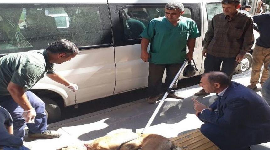 Bismil Belediyesi Sokak K&ouml;peklerine Sahip &Ccedil;ıkıyor