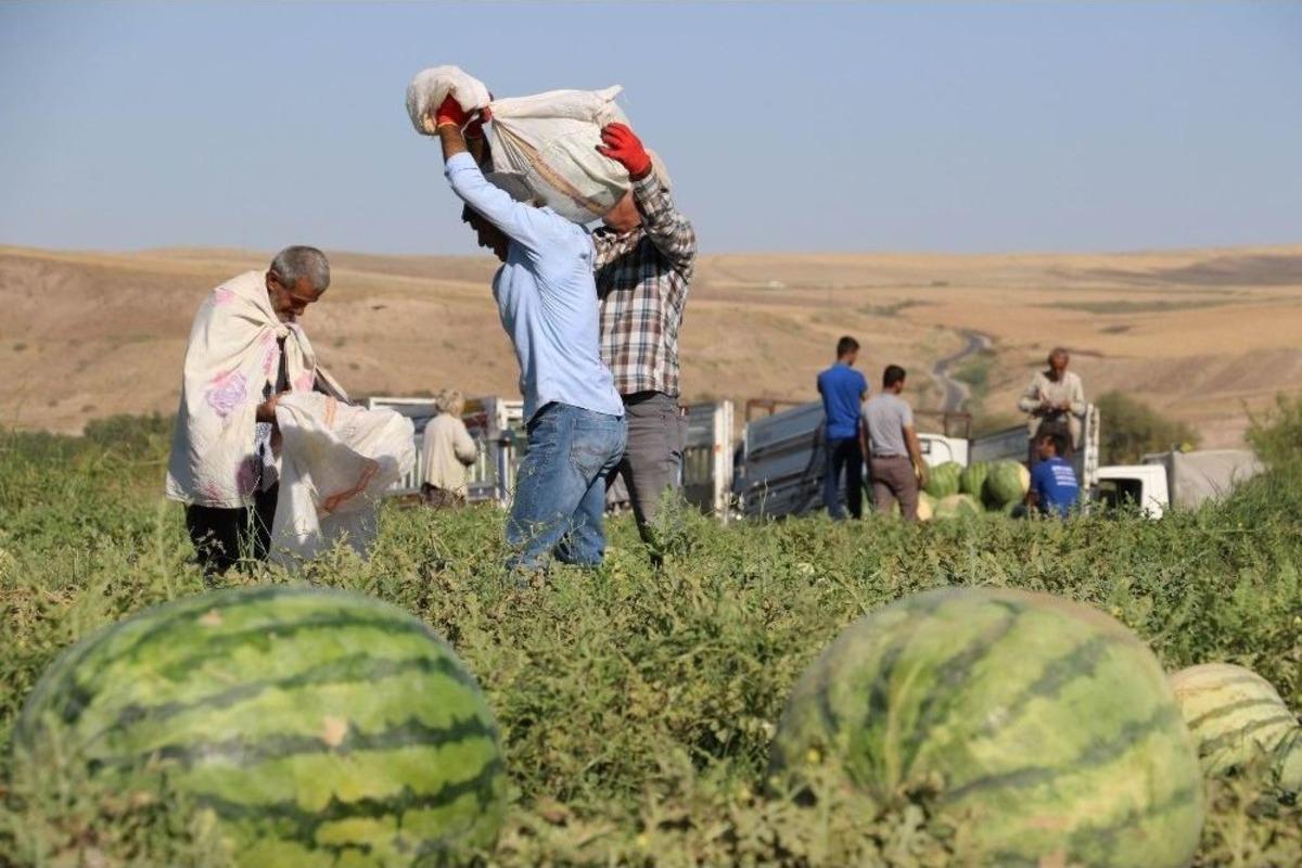 Diyarbakır Karpuzu G&ouml;r&uuml;c&uuml;ye &Ccedil;ıktı: En B&uuml;y&uuml;ğ&uuml; 52 Kiloyu Aştı