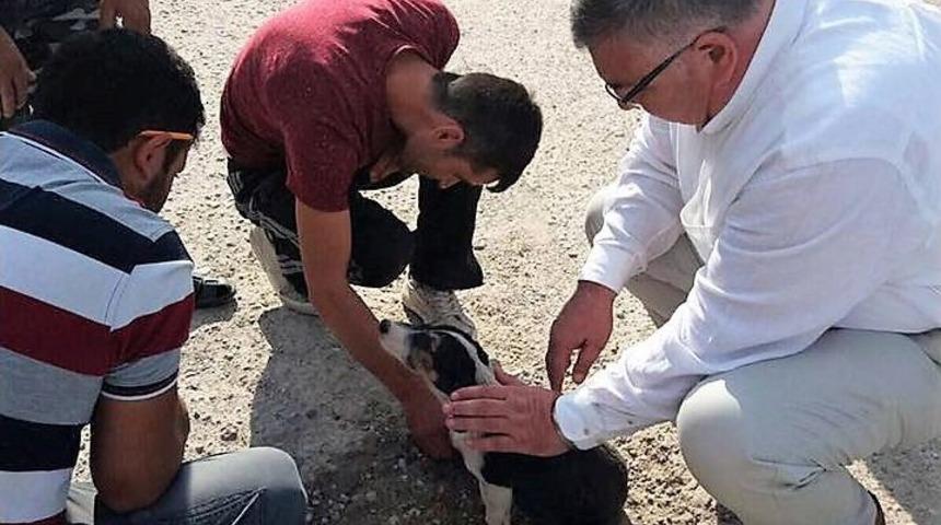 Yaralı K&ouml;peğe İlk M&uuml;dahale Başkandan