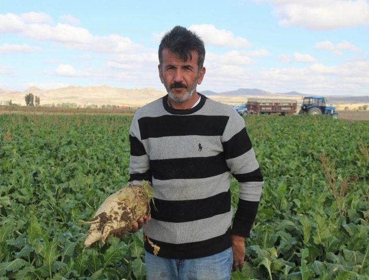 Sivas’ta Şeker Pancarı Hasadı Başladı G1