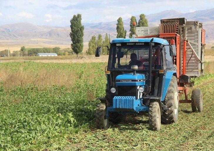 Sivas’ta Şeker Pancarı Hasadı Başladı G2