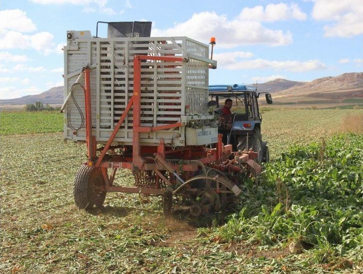 Sivas’ta Şeker Pancarı Hasadı Başladı G3