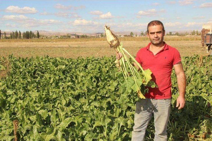 Sivas’ta Şeker Pancarı Hasadı Başladı G5