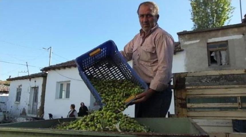 &Uuml;reticiden Tane Zeytine Destek Talebi