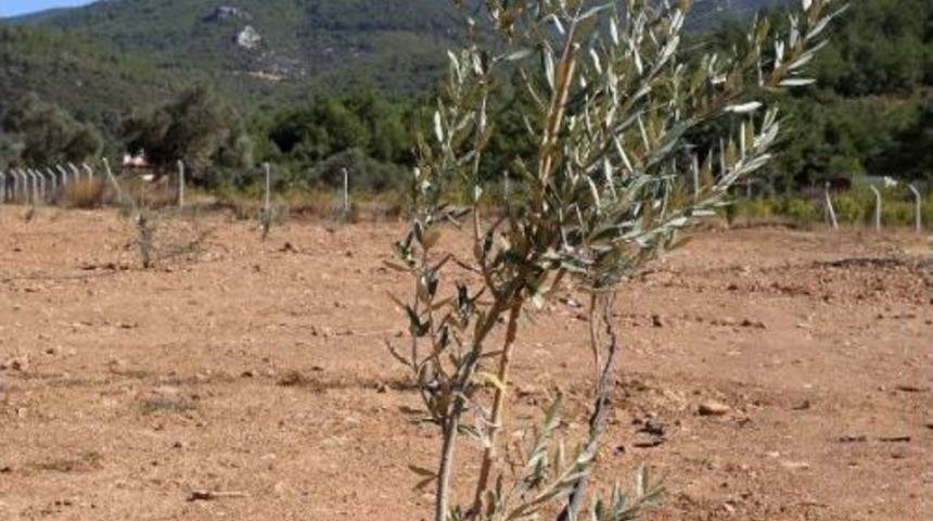 Zeytin Ağa&ccedil;ları Burs Olacak