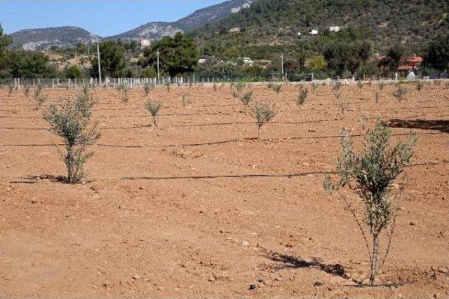 Zeytin Ağaçları Burs Olacak