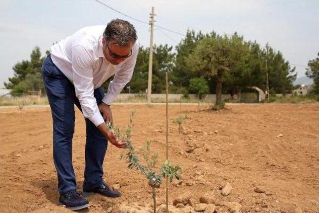 Zeytin Ağaçları Burs Olacak