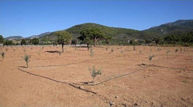 Zeytin Ağaçları Burs Olacak