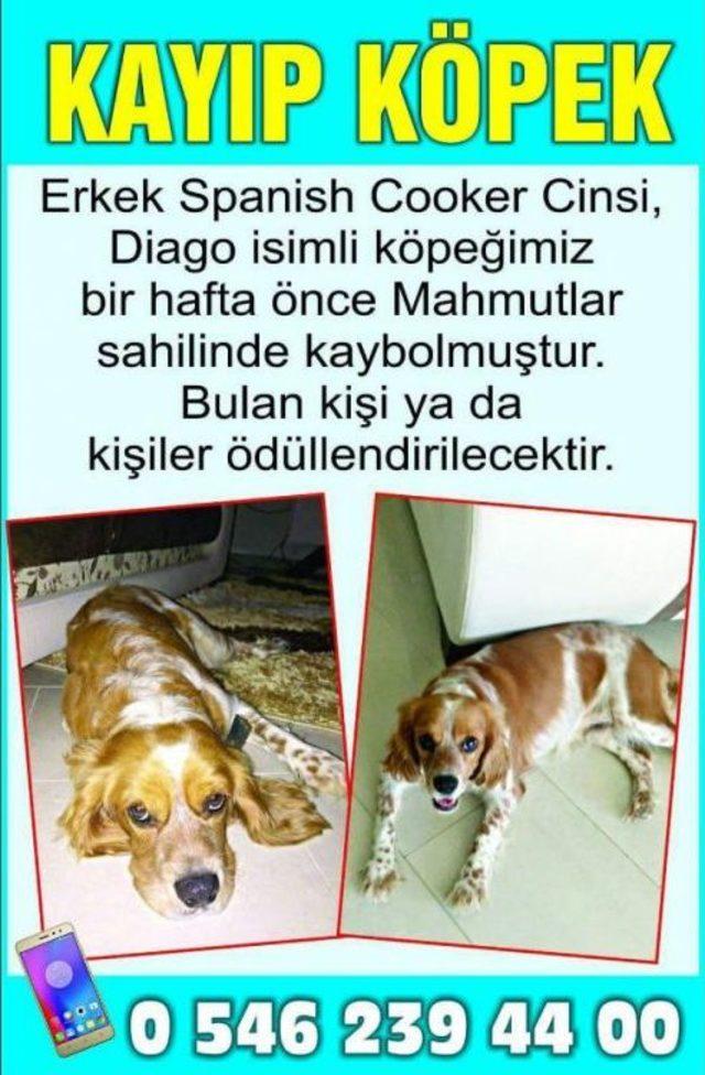 Kayıp Köpeğini Ilanla Arıyor