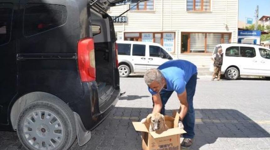 Otomobil &Ccedil;arpan Yavru K&ouml;peği Tedavi Ettirip Sahiplendi