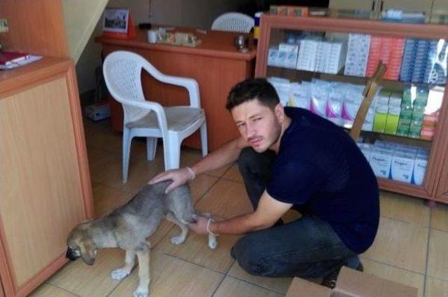 Otomobil &Ccedil;arpan Yavru K&ouml;peği Tedavi Ettirip Sahiplendi 1