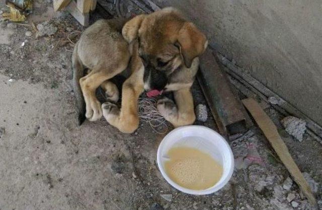 Otomobil &Ccedil;arpan Yavru K&ouml;peği Tedavi Ettirip Sahiplendi 2