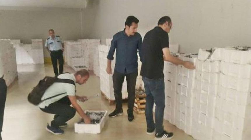 Denizlerimizde &Uuml;rk&uuml;ten Tablo; Av Boyutuna Ulaşmadan Avlanan 10 Ton Balığa El Konuldu