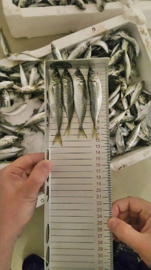 Denizlerimizde &Uuml;rk&uuml;ten Tablo; Av Boyutuna Ulaşmadan Avlanan 10 Ton Balığa El Konuldu 1